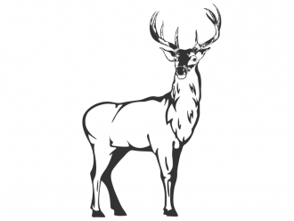 Wandtattoo Majestätischer Hirsch Motivansicht