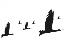 Wandtattoo Zugvögel Motivansicht