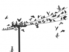 Wandtattoo Stromleitung mit Vögeln Motivansicht