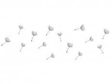 Wandtattoo Zusatzsamen Set Pusteblumen im Wind Motivansicht
