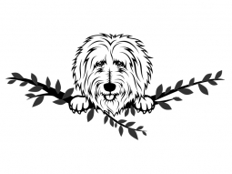 Wandtattoo Goldendoodle Motivansicht