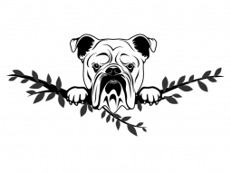 Wandtattoo Englische Bulldogge Motivansicht