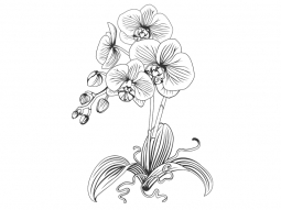 Wandtattoo Orchideen Motivansicht