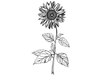 Wandtattoo Sonnenblume Motivansicht