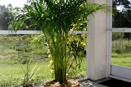 pflanzen03