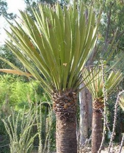 Yucca-Palme, Bildrechte: GNU-FDL