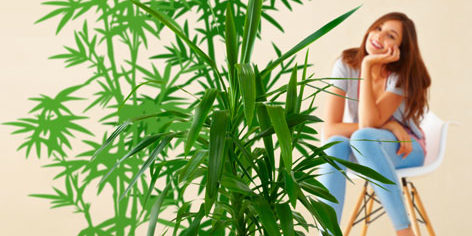 Grünpflanze mit Wandtattoo Bambus im Hintergrund Grünpflanze mit Wandtattoo Bambus im Hintergrund